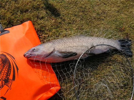 青浦区老年人体育协会会长盛金龙,青浦区钓鱼协会会长张伟国等有